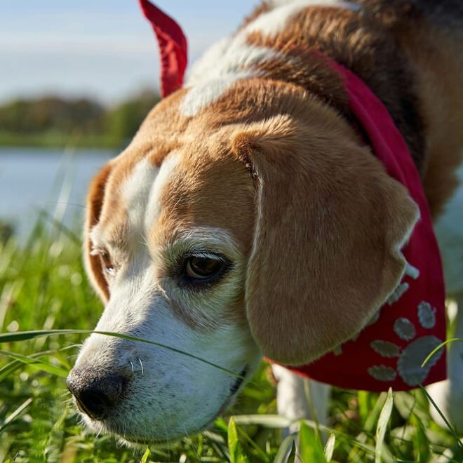 สนับสนุนจุดแข็ง ไม่ใช่ไปเน้นที่ จุดอ่อน – ข้อคิดจากการดูหนัง K9